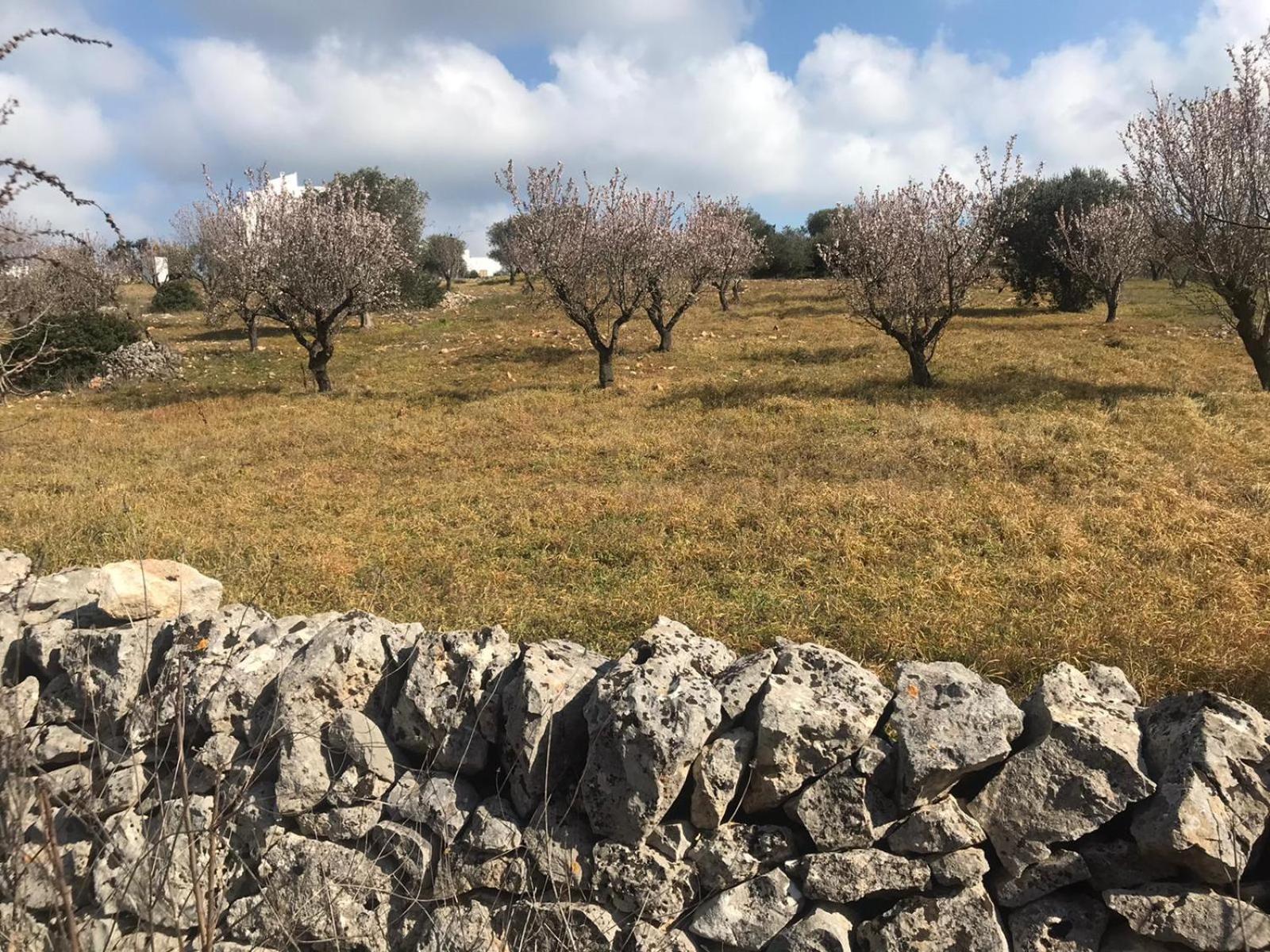 Piccolo Trullo Ostunese Le Jardin De Sophie' Ostuni Exterior foto